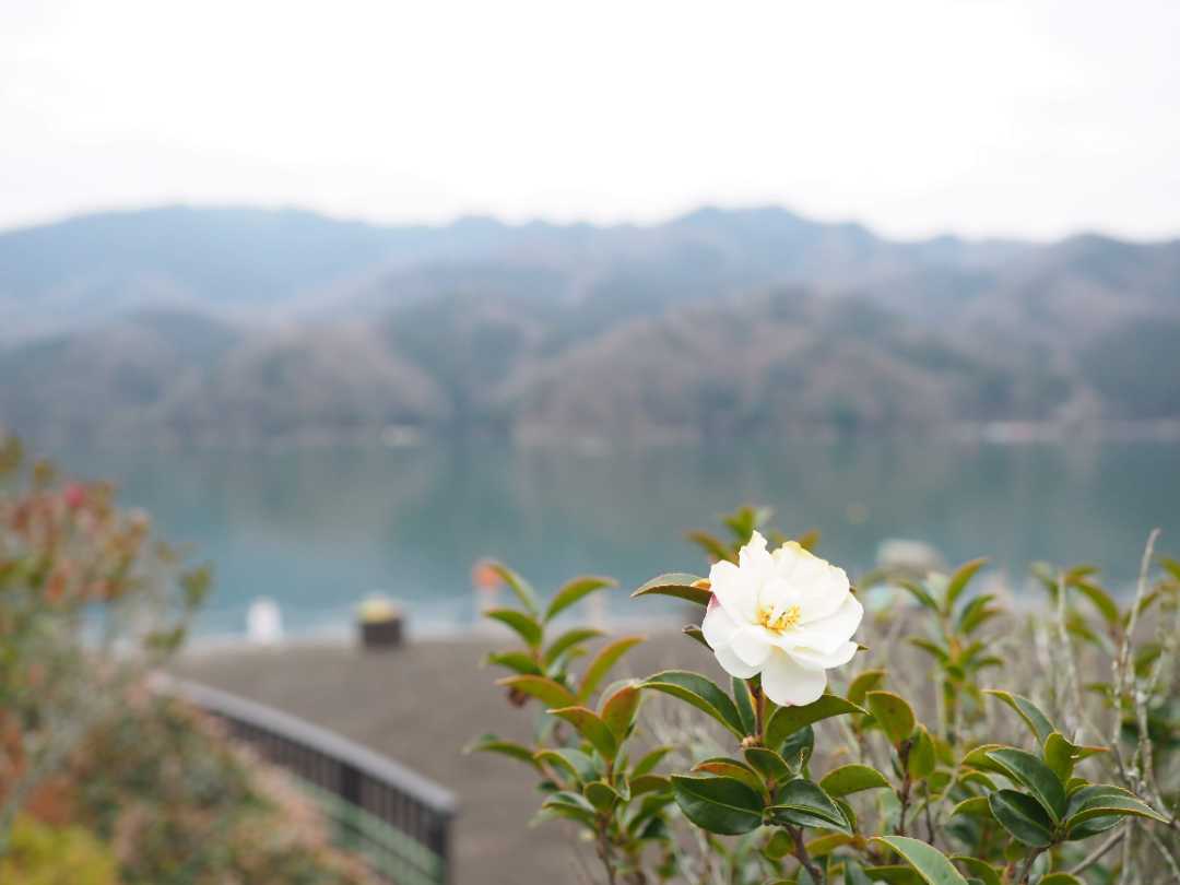 神奈川県立相模湖公園1